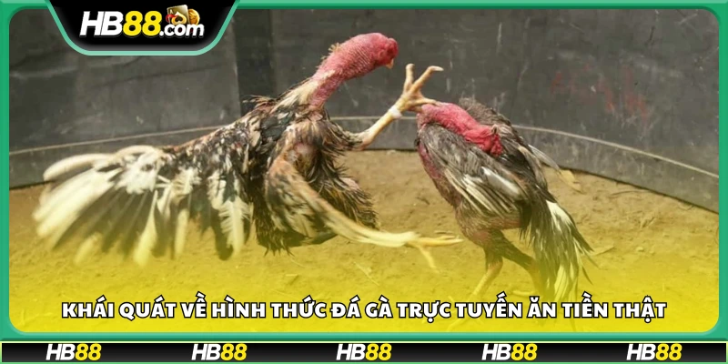 Giới thiệu đá gà online Hb88