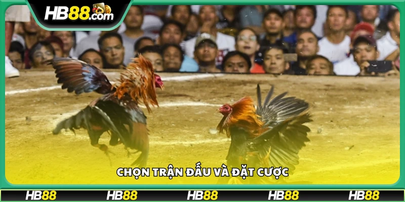 Lựa chọn trận đấu và cược