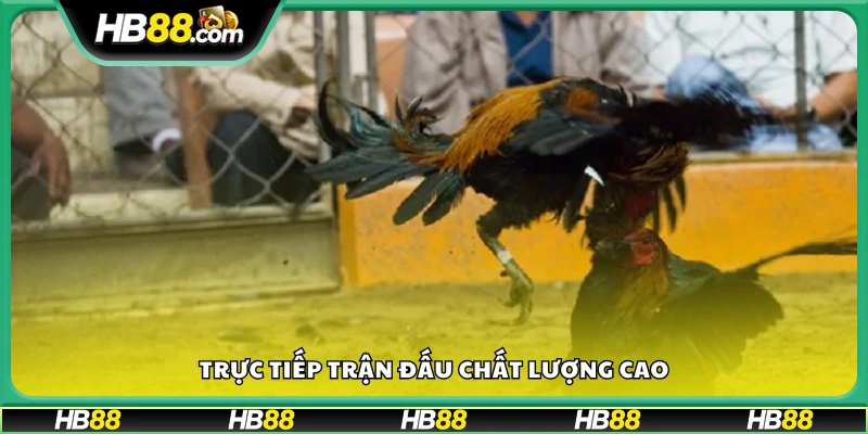 Xem đá gà trực tuyến rõ nét