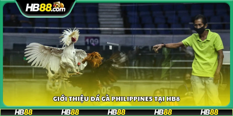 Bao quát về đá gà Philippines tại Hb88 